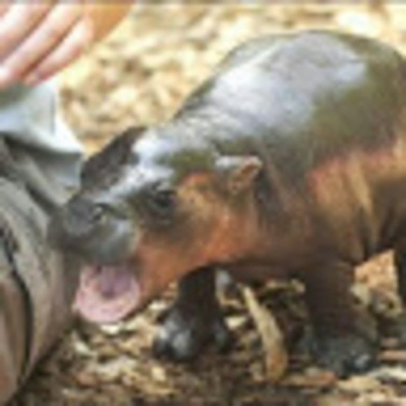 Meet your Posher, Alena - Picture 1 of 1